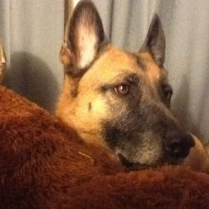 Meet your Posher, Stella